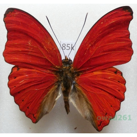 Cymothoe sangaris (Godart, 1824) Uganda 50mm85k